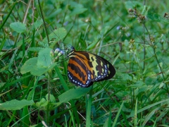 Tithorea harmonia caissara
