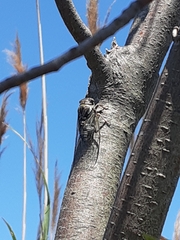 Diceroprocta viridifascia