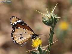 Danaus chrysippus
