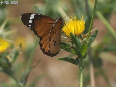 Danaus chrysippus