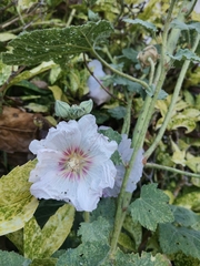 Malva subovata