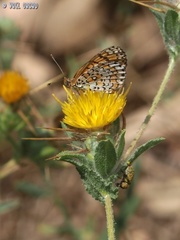 Melitaea syriaca