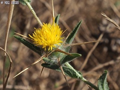 Centaurea procurrens