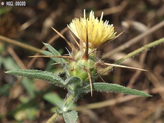 Centaurea procurrens