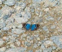 Dynamine tithia tithia