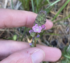 Sidalcea ranunculacea