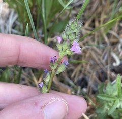 Sidalcea ranunculacea