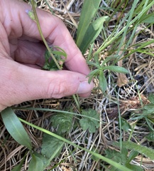 Sidalcea ranunculacea