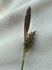Carex montana