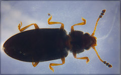 Loberus depressus