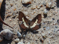 Baeotis johannae