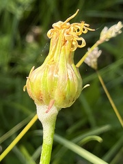 Aulacidea abdominalis