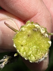 Aulacidea abdominalis