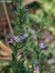 Lythrum