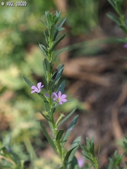 Lythrum