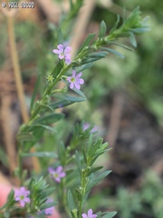 Lythrum