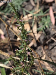 Lythrum tribracteatum