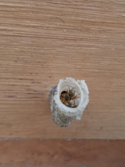 Tetragonisca angustula