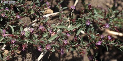 Lythrum tribracteatum