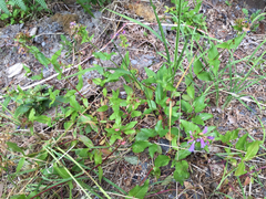 Penstemon serrulatus