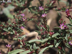 Lythrum tribracteatum