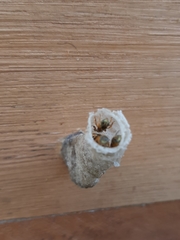 Tetragonisca angustula