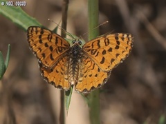 Melitaea syriaca