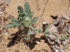 Neurada procumbens