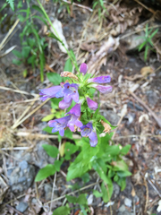 Penstemon serrulatus