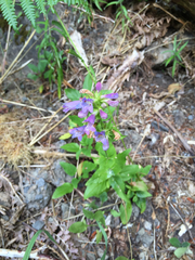 Penstemon serrulatus