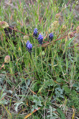 Muscari baeticum