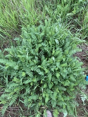 Astragalus cicer