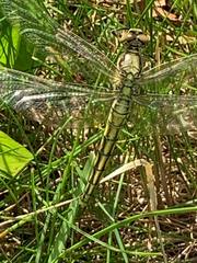 Orthetrum cancellatum