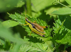 Podismopsis poppiusi