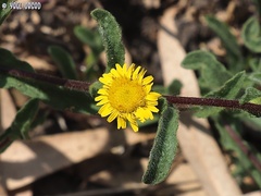 Pulicaria dysenterica