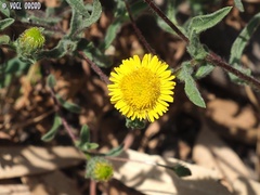 Pulicaria dysenterica