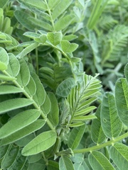 Astragalus cicer