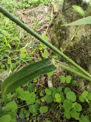 Paspalum paniculatum image