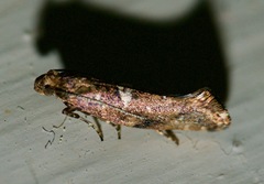 Acrolepiopsis assectella