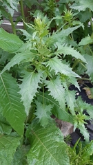 Blitum virgatum