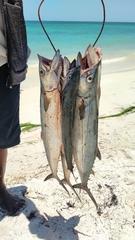 Scomberomorus regalis