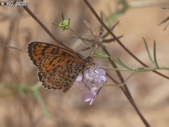 Melitaea syriaca