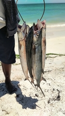 Scomberomorus regalis