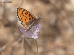 Melitaea syriaca