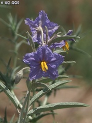 Solanum elaeagnifolium