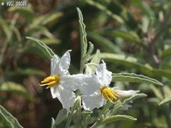 Solanum elaeagnifolium