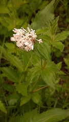 Asperula taurina