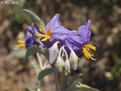 Solanum elaeagnifolium