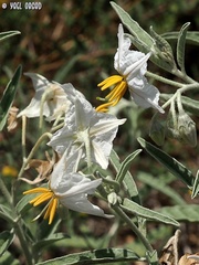 Solanum elaeagnifolium
