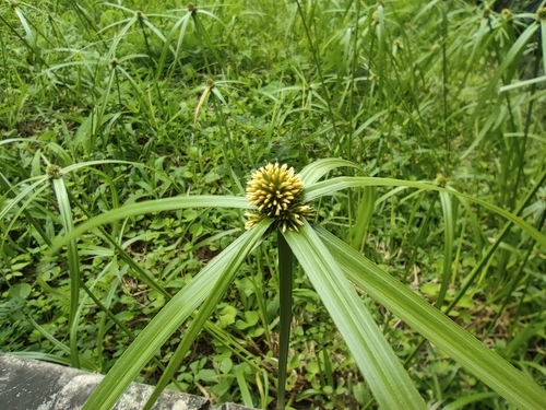 Kyllinga polyphylla image